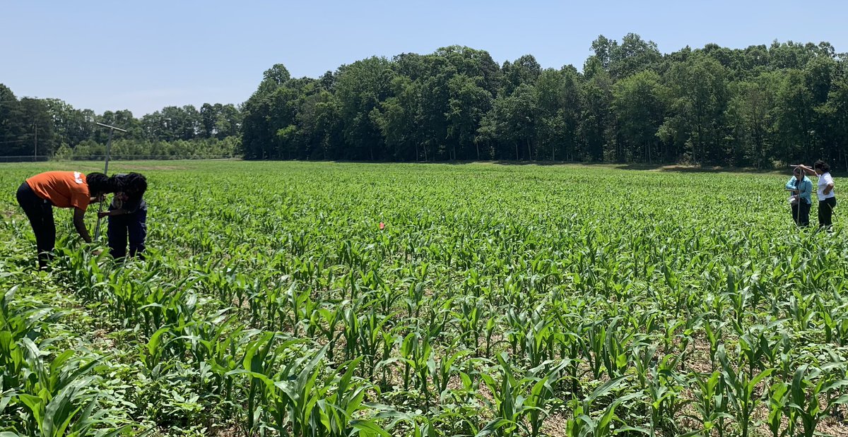 DigAgLabNCAT's tweet photo. First field sampling day of this growing season at the university farm @ncatcaes @ncatsuaggies https://t.co/3nRxtv6HjK