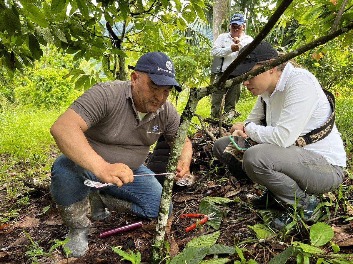 DiegoAOsorio's tweet photo. Avanzamos en la estructuración del proyecto productivo para el fortalecimiento del sector cacaotero del municipio de Codazzi  @CCSILVA86  equipo de la @ADR_Colombia @cia_chocolates @SOCODEVI @fedecacao @AlcaldiaCodazzi @OmarBenjumeaOsp @agrosolidariac https://t.co/lREUKEISzF
