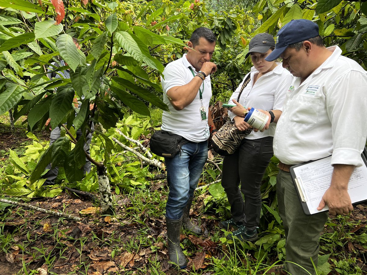 DiegoAOsorio's tweet photo. Avanzamos en la estructuración del proyecto productivo para el fortalecimiento del sector cacaotero del municipio de Codazzi  @CCSILVA86  equipo de la @ADR_Colombia @cia_chocolates @SOCODEVI @fedecacao @AlcaldiaCodazzi @OmarBenjumeaOsp @agrosolidariac https://t.co/lREUKEISzF