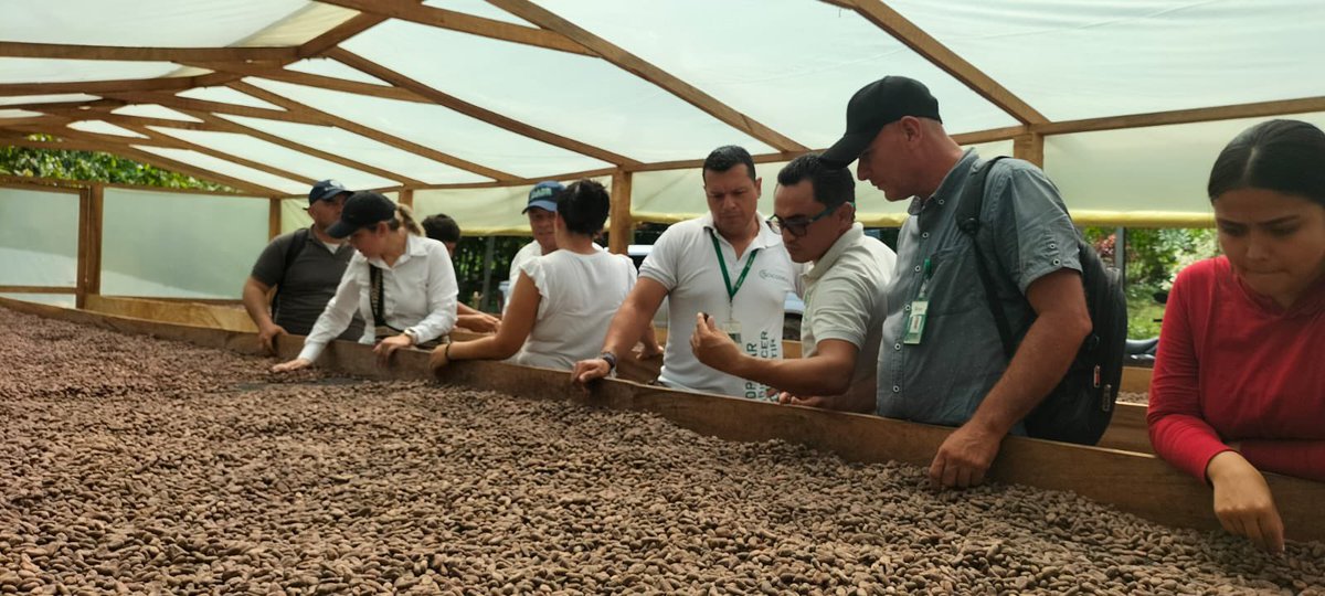 DiegoAOsorio's tweet photo. Avanzamos en la estructuración del proyecto productivo para el fortalecimiento del sector cacaotero del municipio de Codazzi  @CCSILVA86  equipo de la @ADR_Colombia @cia_chocolates @SOCODEVI @fedecacao @AlcaldiaCodazzi @OmarBenjumeaOsp @agrosolidariac https://t.co/lREUKEISzF