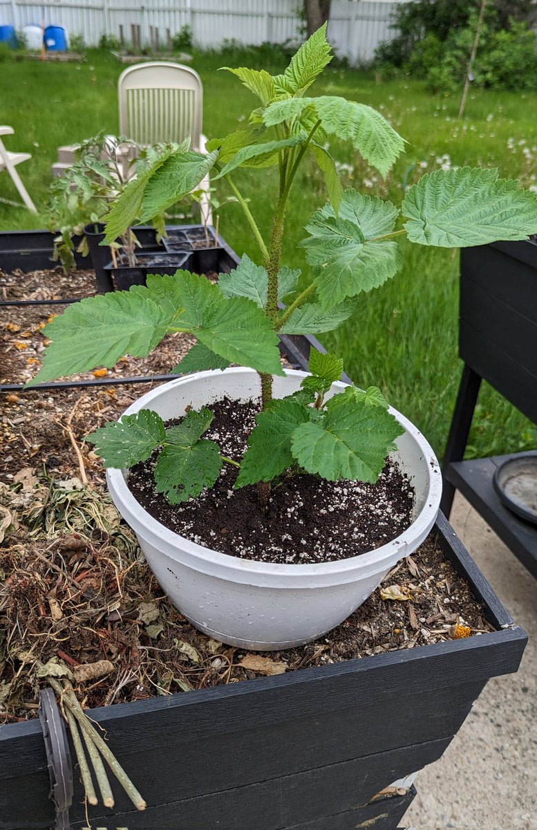 TempleGrower's tweet photo. Volunteer raspberry clone. No idea what strain (lol) this one is.. likely deposited via the birds shitting. Big, fat, juicy berries though. Friends said they wanted some for their yard so dug em some suckers and bam. New plant. Free too. 🥲🌱
#CloneYourOwn #Raspberrry https://t.co/6ET3AvuIet