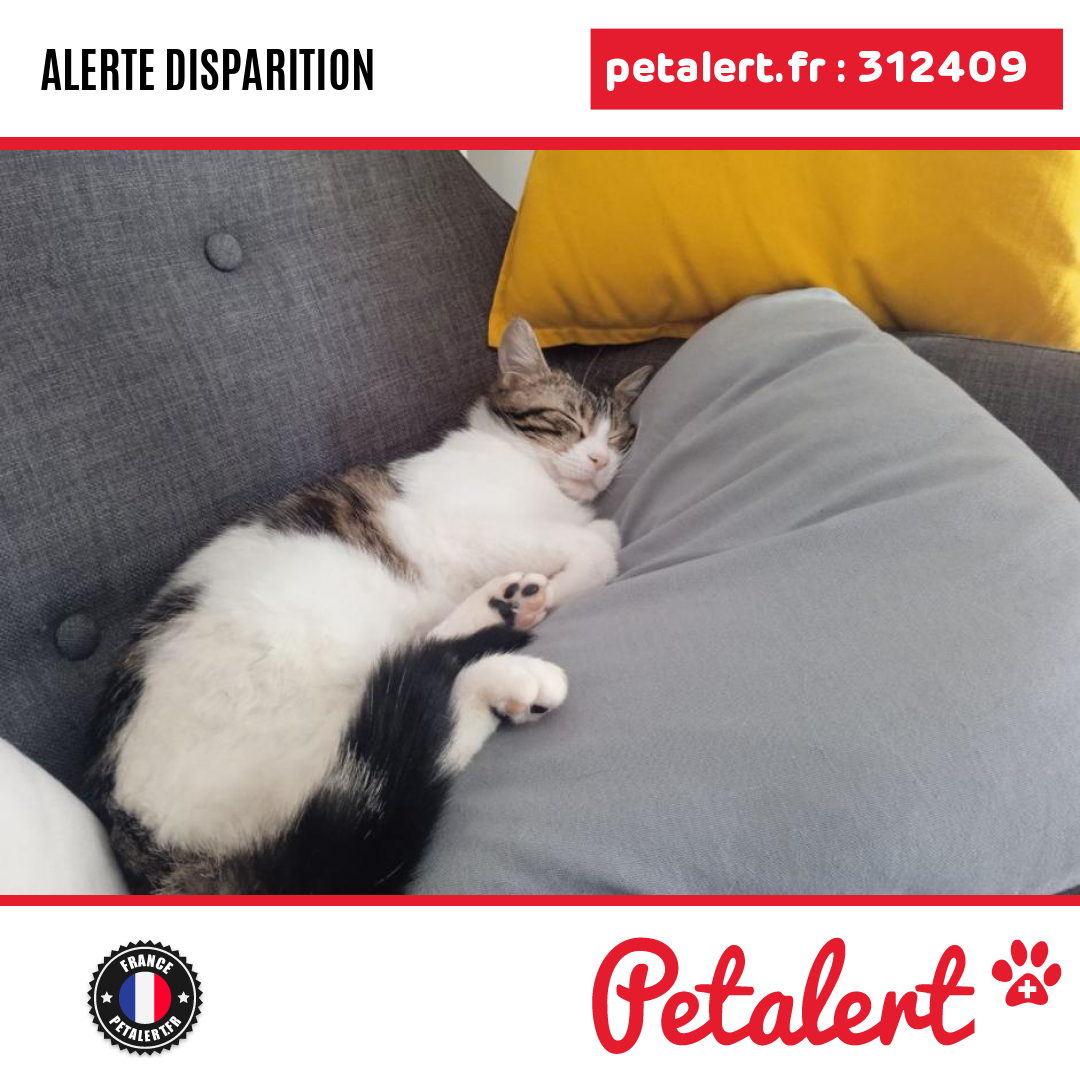petalert_france's tweet photo. Disparu #Chat #Landes #SaintMartinDeSeignanx #Petalert #PetAlert40 / https://t.co/1PqsESqsDc https://t.co/RPveiU8NwJ