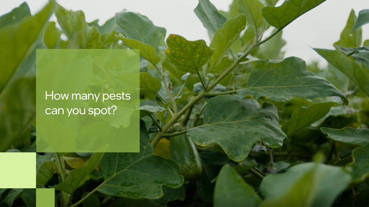 🔎 Do you see any plant parasites in this picture? How many? ​

 Share your answer in the comments 👇.