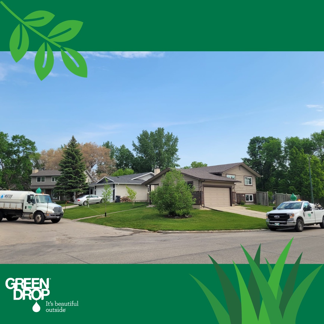 GreenDropLtd's tweet image. It&apos;s a good day when Lawns and Trees meet! 👌 😍 

#ItsBeautifulOutside #GreenDrop #GreenDropTreeCare #TreeWatering #LawnCare #LawnMaintenance #TreeCare