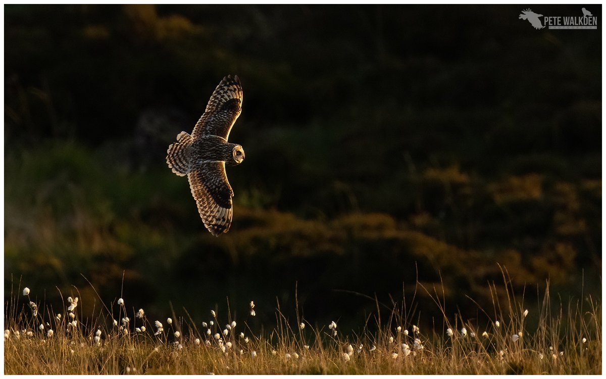 Short-Eared Owl - quartering over fields of cotton grass yesterday as the sun began to sink down. #shortearedowl #springwatch #ThePhotoHour #birdphotography #TwitterNatureCommunity #naturelovers