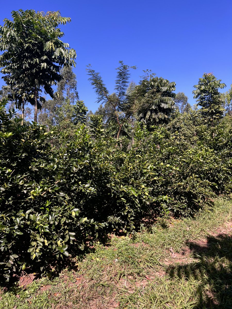 Learning about agroforestry limes operation today in Brazil.
