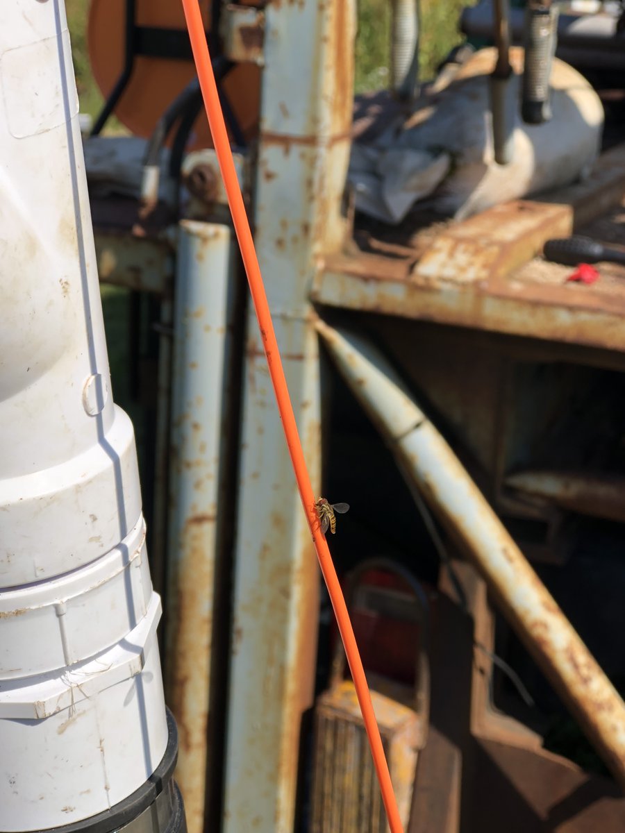 FractureRockH20's tweet photo. @AGU_H3S @thats_me_del_p Not sure it was my favorite, but this little fly standing on my pressure transducer cable was the only animal I got to see during my fieldwork #fieldworkfriday #hydrotwitter #notaphotographer https://t.co/A9p1j8TFWa