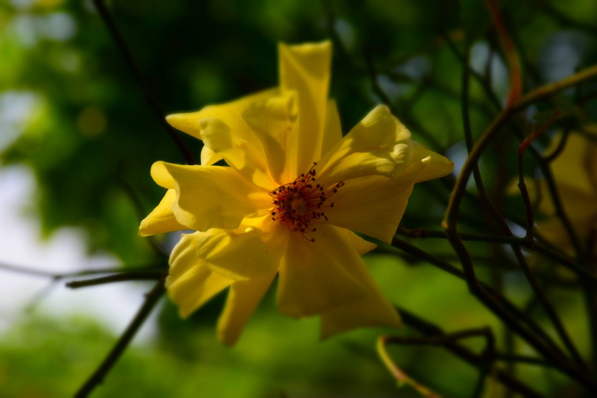 Random photos from the garden.

#BeautifulFlowers #Roses #Flowers #GardeningTwitter #ColoursOfNature #ColorsOfNature #Oxalis #Dandelions #Yellow #Purple #Green #ShadesOfNature