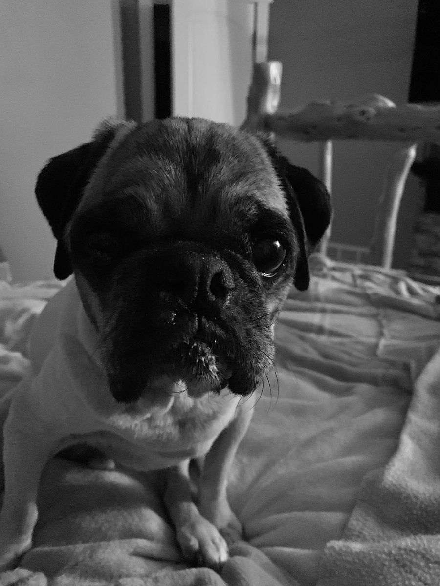 scheanit's tweet image. Zeus ‘Damnit’ took the journey over the Rainbow 🌈 Bridge this morning… Goodbye sweet boy, your Momma loving, Treat scarfing self will be oh so sorely missed… 😢