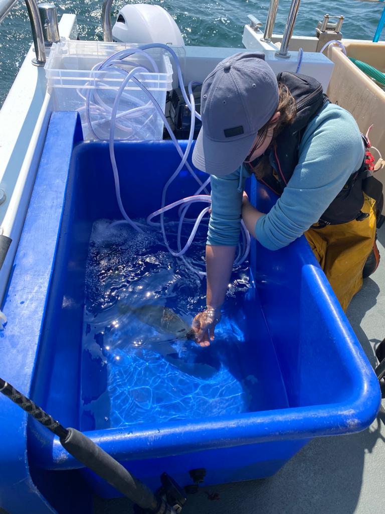 Excellent few days with @masterplan_off tagging black bream in Dorset for the #AnglingforSustainability project- 33 fish tagged in total! 🐟🐟🐟 @PlymUni @fish_intel @Dr_Emma_Sheehan @Pete_Davies1 @hannahsrudd @AnglingTrust @NaturalEngland @SouthernIFCA #FISP @DefraGovUK