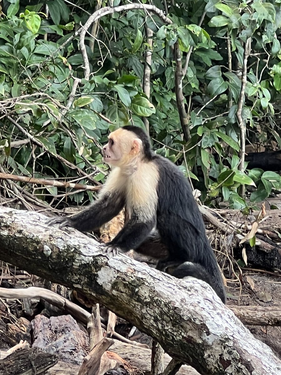 DamareKelly's tweet photo. Pura Vida!  Gibbons on immersion explores Manuel Antonio National park! #CGCostaRica23 https://t.co/gTZniT87kQ