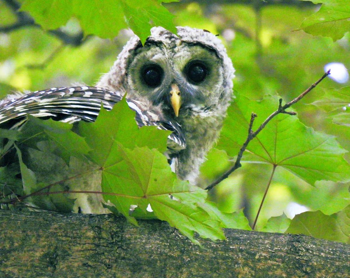 PeggyGierhart's tweet photo. Young Barred Owl. 💚#owls #picnicpoint #wisconsinowls https://t.co/h8TAO1iIvS