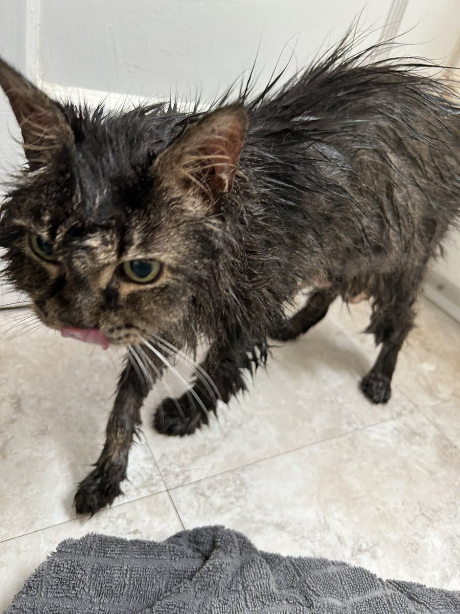 boozecoat's tweet photo. Stress is washing two cats that hate each other and now both hate you #imbleeding https://t.co/Sj2VoHXvvd