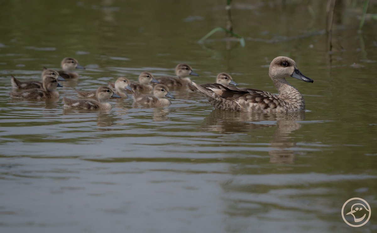 Un soplo de esperanza 😍 Cerceta pardilla (Marmaronetta angustirostris) con sus 9 pollitos en un canal de l’Albufera de Valencia. #albuferadevalencia #visitnatura #duck #wetlands #birdingphotography #birdinginvalencia #birdingbufera #birdphotography @VisitNatura