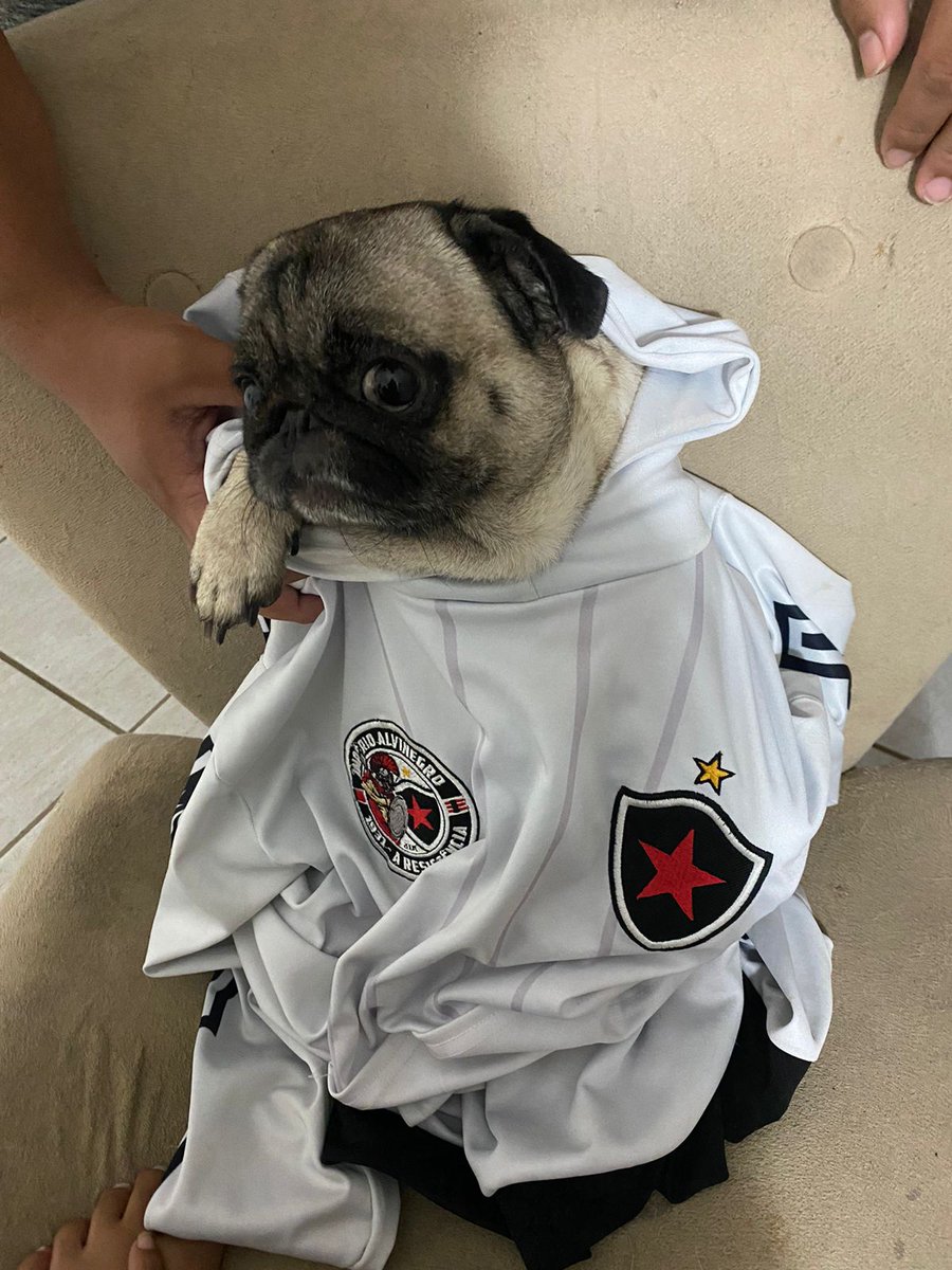 ThiagoBelo12rez's tweet photo. Os pug do Cristo! Tudo é belo @belomilgrau https://t.co/pL7rswESuE