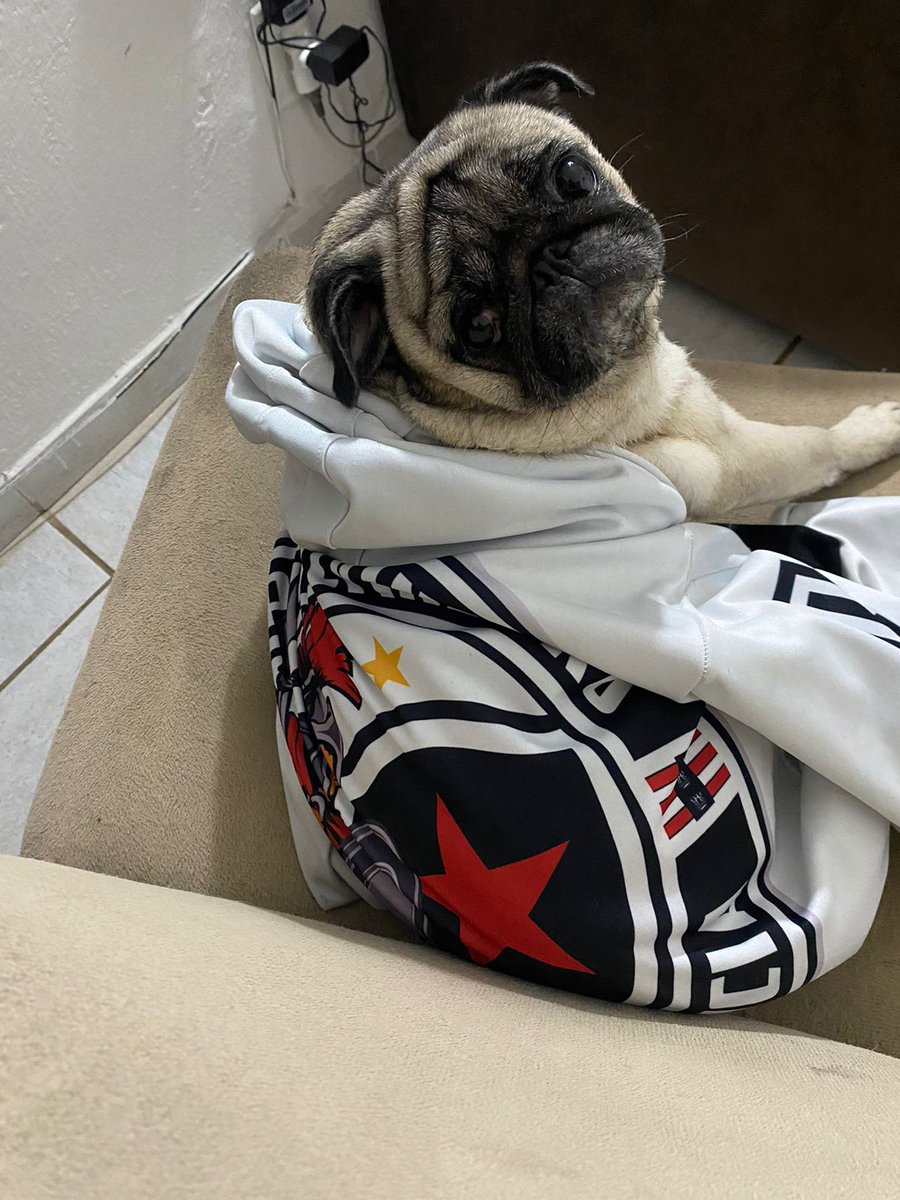 ThiagoBelo12rez's tweet photo. Os pug do Cristo! Tudo é belo @belomilgrau https://t.co/pL7rswESuE