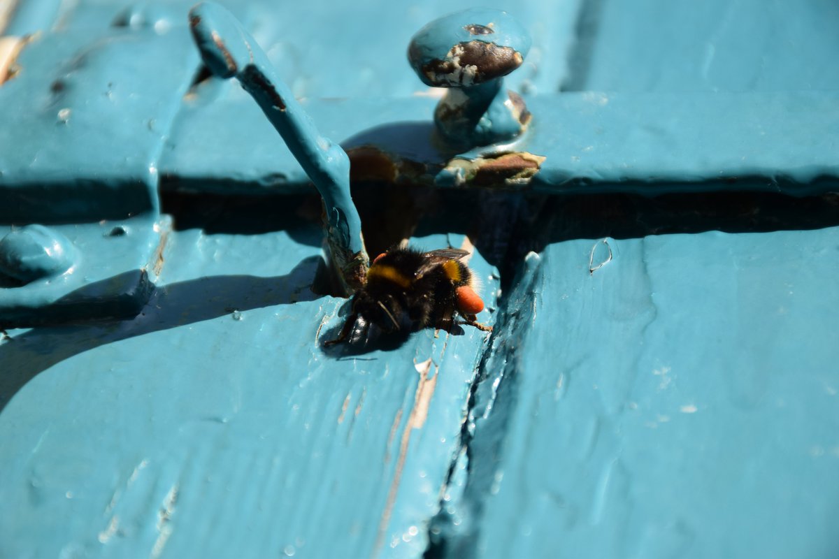 MyGarden_Uk's tweet photo. A Burdened Burglar Bee bravely breaking in to my blissful bolthole.😂

#BeautifulBees #PreciousPollinators #Bees #NoBeesNoHumans #BeeBurglar https://t.co/9YcZegNN7h