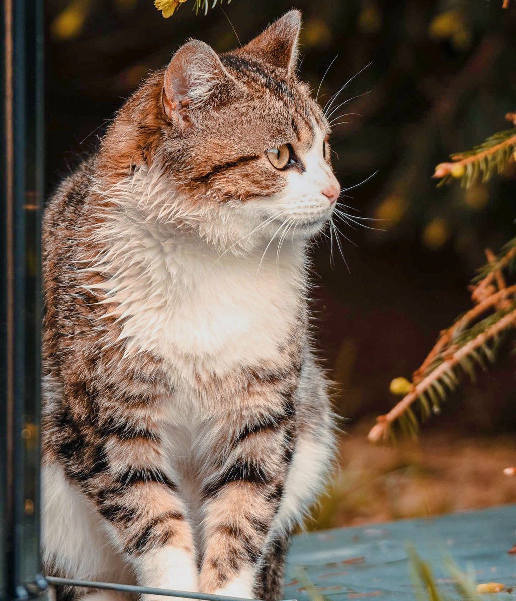 sacredheartuniv's tweet photo. Isn't Parm so purrrfect! 

📸: Jackson Sokoloski '25 

DM us your pet pictures for a chance to have them featured on #SHUPets!

#WeAreSHU https://t.co/CEqkS76ivC