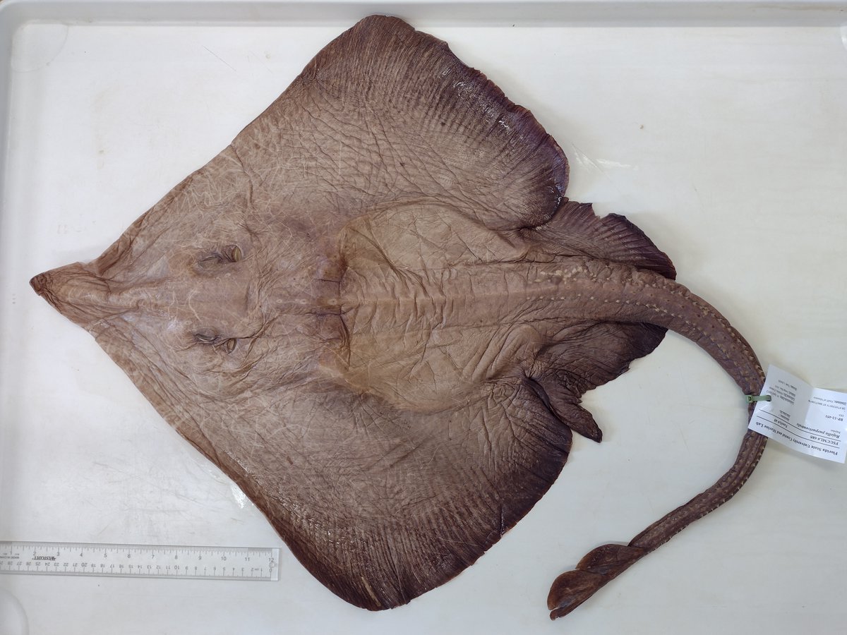 jestkelly's tweet photo. Amazing time the other week @FSUMarineLab looking at some deep-water skates.

These belong to the genus Rajella, collected at 1300-1400 m, Gulf of Mexico. Redescribing this species, doubling it's known body size.

#FlatSharkFriday #deepsea #Taxonomy #FlashbackFriday https://t.co/03ToCWiD4p