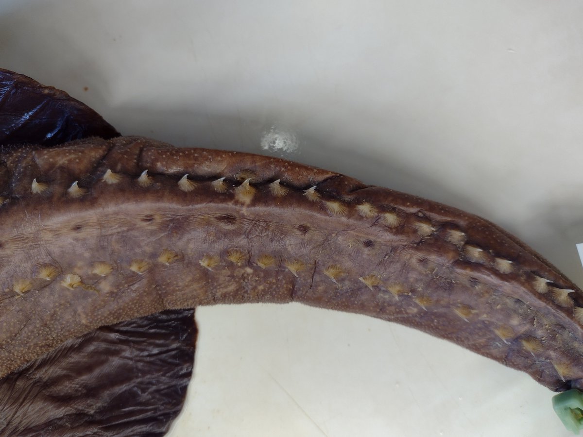 jestkelly's tweet photo. Amazing time the other week @FSUMarineLab looking at some deep-water skates.

These belong to the genus Rajella, collected at 1300-1400 m, Gulf of Mexico. Redescribing this species, doubling it's known body size.

#FlatSharkFriday #deepsea #Taxonomy #FlashbackFriday https://t.co/03ToCWiD4p