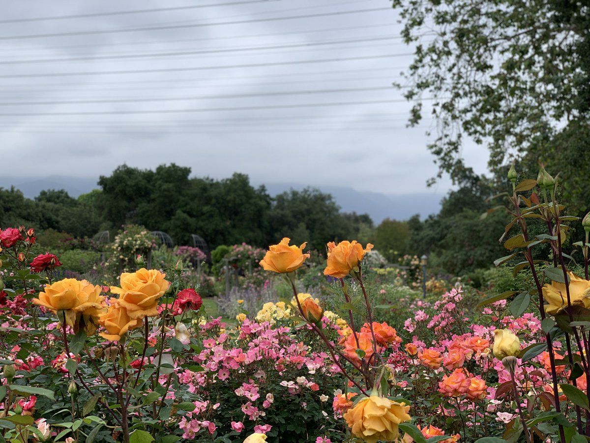 1LanceAnderson's tweet image. June Gloom Blooms at Descanso Gardens @DescansoGardens #exploredescanso #DescansoGardens #JuneGloom