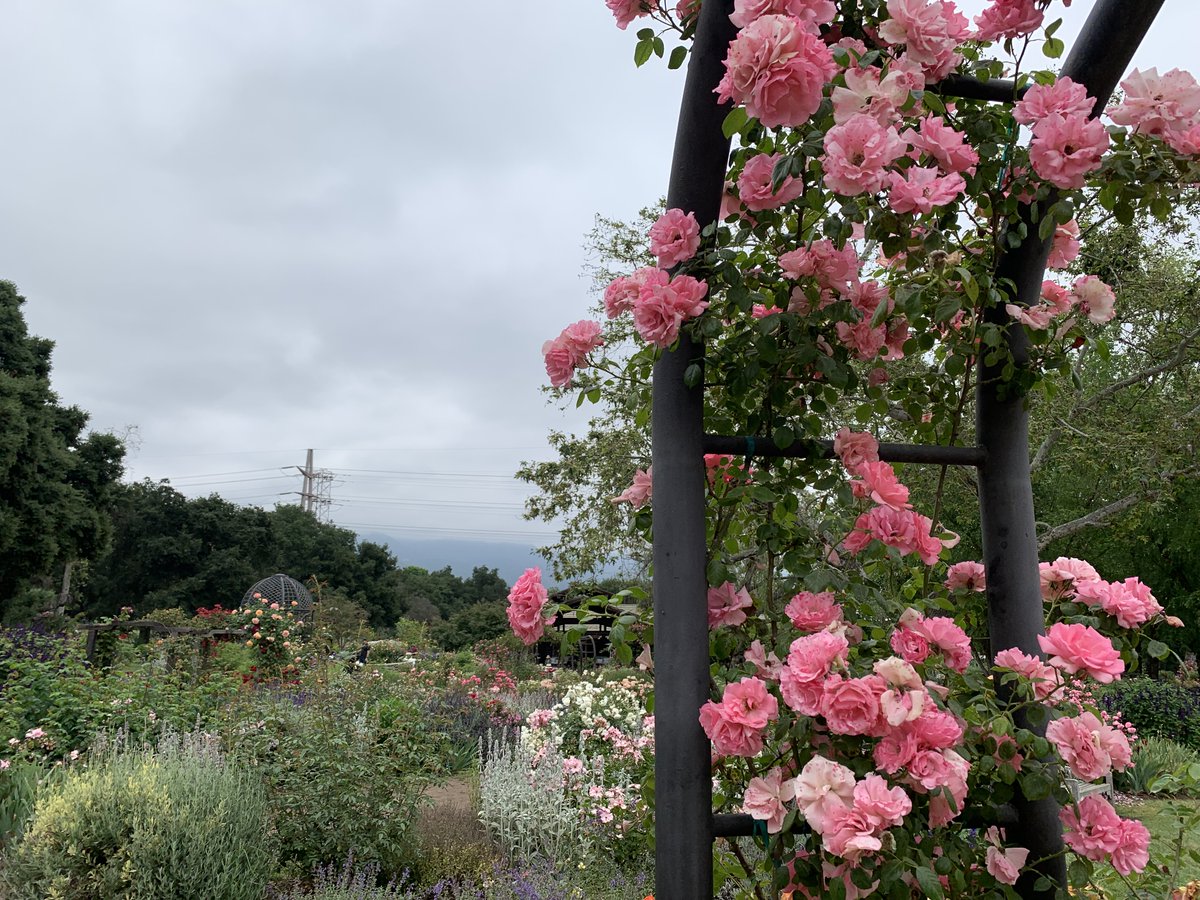 1LanceAnderson's tweet image. June Gloom Blooms at Descanso Gardens @DescansoGardens #exploredescanso #DescansoGardens #JuneGloom