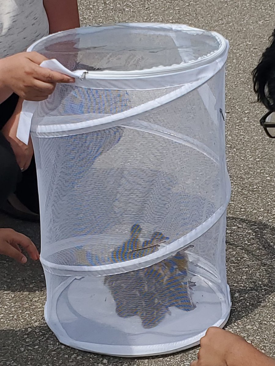 CourtenayAustin's tweet photo. Another year of successfully relocating the @MortonWayPS  interior courtyard ducklings. Way to go EA team! https://t.co/4wg1KfMPiS