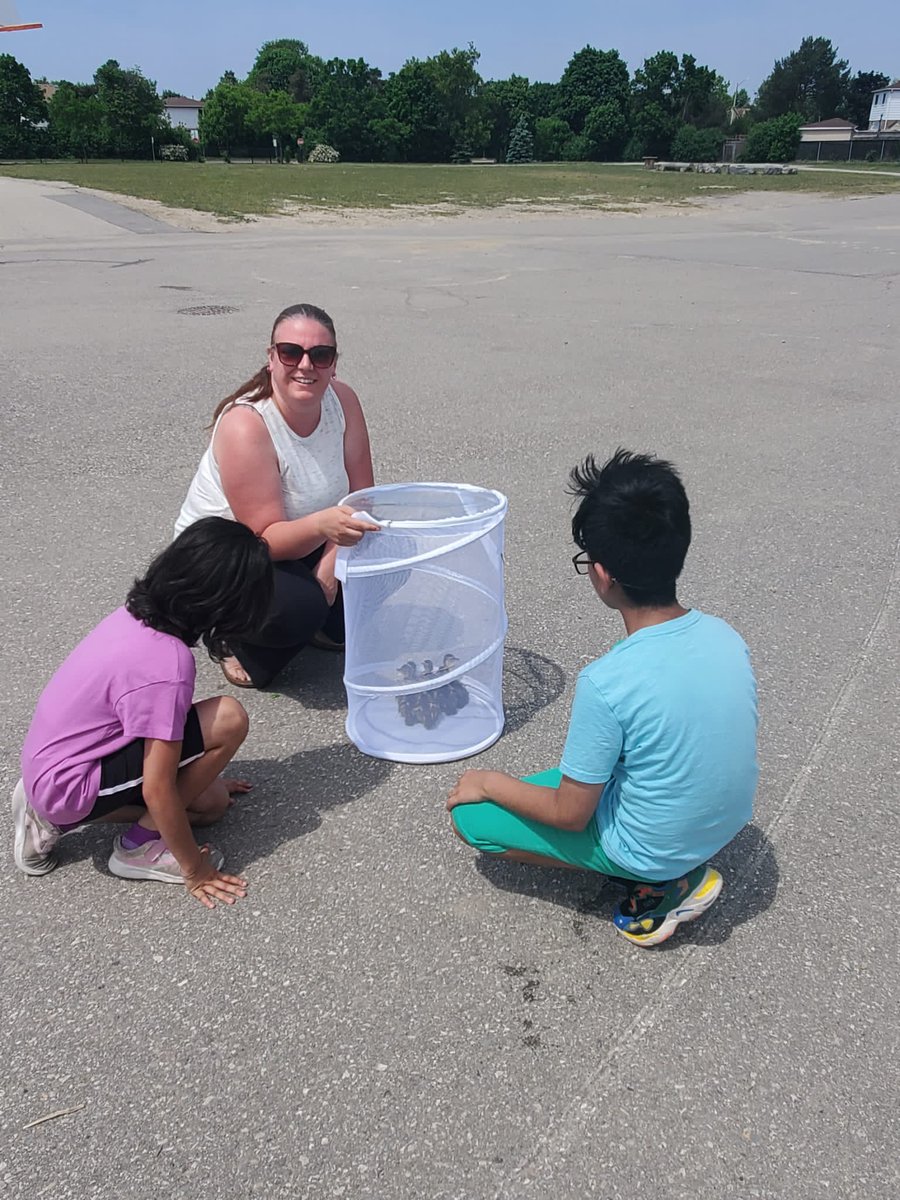 CourtenayAustin's tweet photo. Another year of successfully relocating the @MortonWayPS  interior courtyard ducklings. Way to go EA team! https://t.co/4wg1KfMPiS