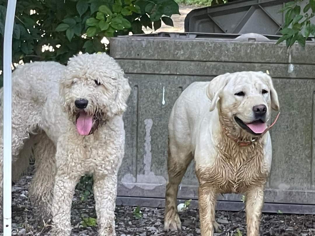 celder96's tweet photo. These two are missing their people! #glasgowky #leslieave #barrenriveranimalwelfareassociation #BRAWA https://t.co/7BbSFIT9Ck