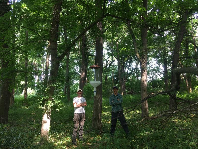 Today <a href="/bec_iiasa/">BEC_IIASA</a> marks an important milestone in establishing a LTER field site in Schlosspark Laxenburg in Lower AUSTRIA. Florian Hofhansl and Wolfgang Rabitsch installed a network of 20 flight interception traps to have the first comprehensive survey of flying forest insects.
