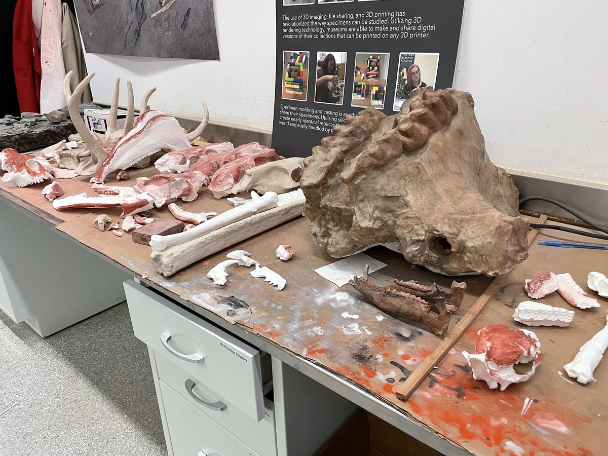 Dr. Alton Dooley 🇺🇦 (@altondooley) on Twitter photo This August, <a href="/WesternCenter/">Western Science Center</a> is opening an exhibit that will have a mix of original fossils, casts, and 3D prints. Our printers have been working overtime to make dozens of prints, including these awaiting painting. #3dprinting #museums #scicomm #fossil #FossilFriday #paleontology This August, <a href="/WesternCenter/">Western Science Center</a> is opening an exhibit that will have a mix of original fossils, casts, and 3D prints. Our printers have been working overtime to make dozens of prints, including these awaiting painting. #3dprinting #museums #scicomm #fossil #FossilFriday #paleontology