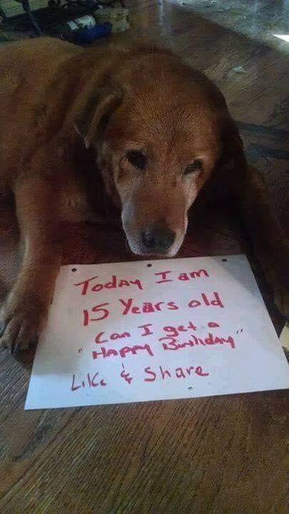 thehappydog_'s tweet photo. Happy birthday sweetie 🥰.
Wish him the best ❤️. https://t.co/7zbdQEFaAk