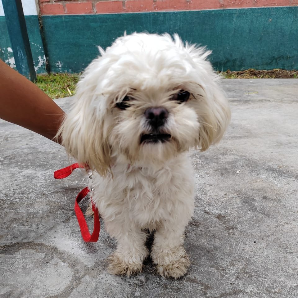 munisurco1's tweet photo. #Alerta | Perrita encontrada raza shitzu. Tiene aproximadamente 1 año y medio y es de color blanco. Fue encontrada cerca del puesto de Comando de Serenazgo en el sector 7.

Si la reconoces, envíanos un mensaje privado para coordinar la entrega. https://t.co/XSf99YI96T