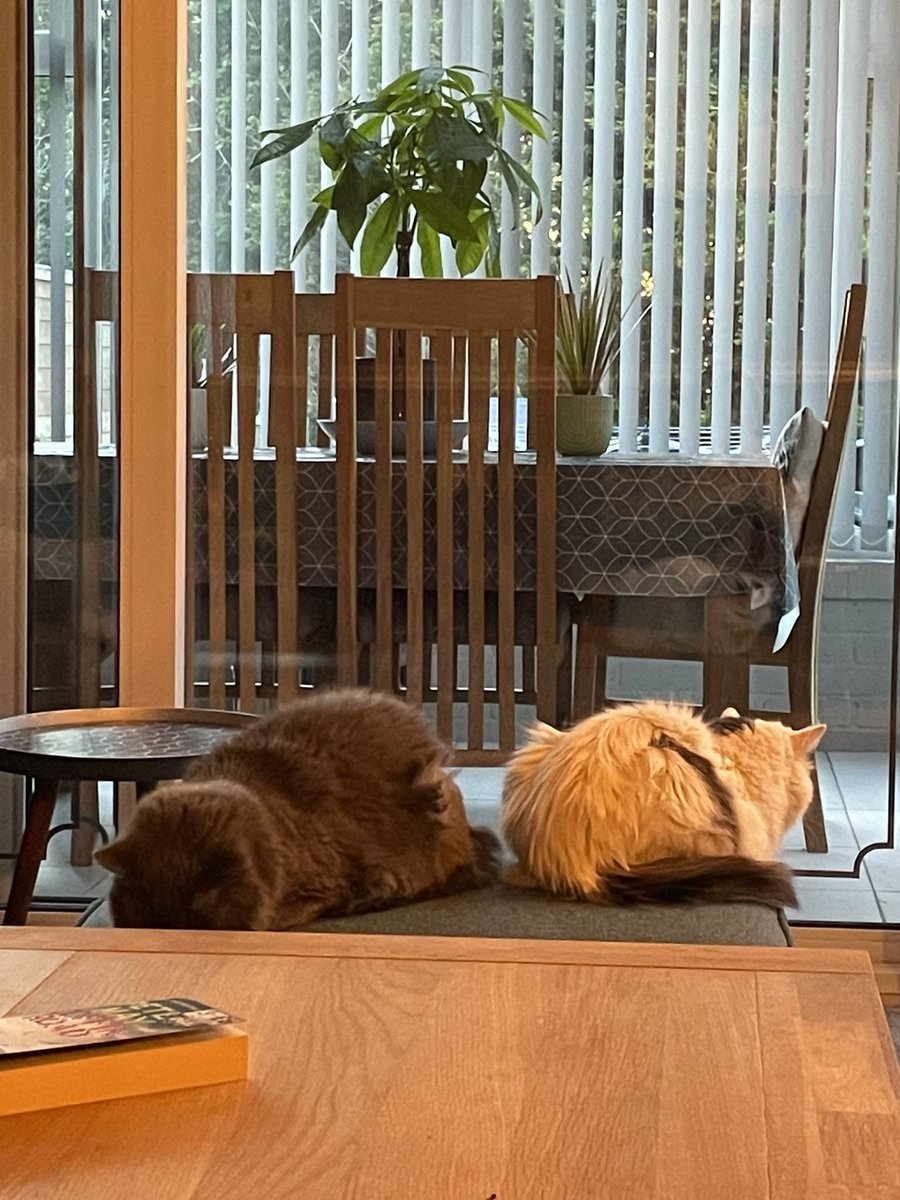 I don’t know if they realise they’re that close to each other because they can’t stand each other 😂 Waiting for one of them to realise and it all kick off.. 🤦🏻‍♀️ #CatsOfTwitter