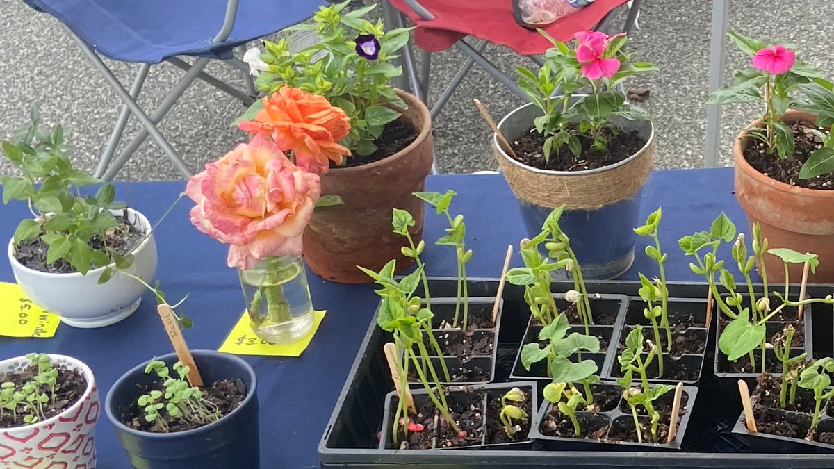 CityofTrinity's tweet photo. Farmers Market this Saturday June 3, 2023 from 8:00 - 1:00. 6703 NC Hwy 62, Trinity. https://t.co/PZenFRcbi7