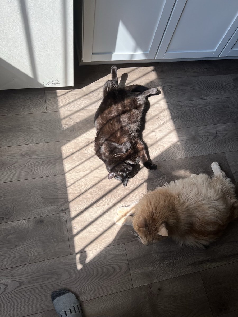 Gay2dsimp's tweet photo. @hankgreen Here are my boys. Good luck https://t.co/8A9pfSENiH