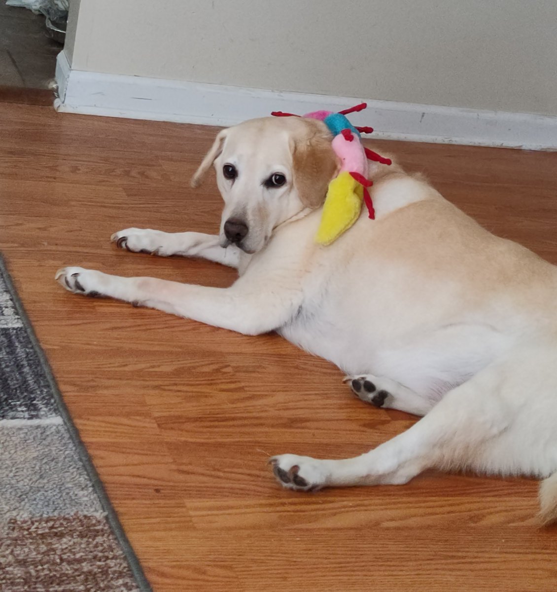 Kdgovols's tweet photo. I put this toy on her. After 10 seconds she gave up trying to get it off and laid down. ๐คฃ๐ #LazyLab #DogsofTwitter https://t.co/1IDOImB1O7