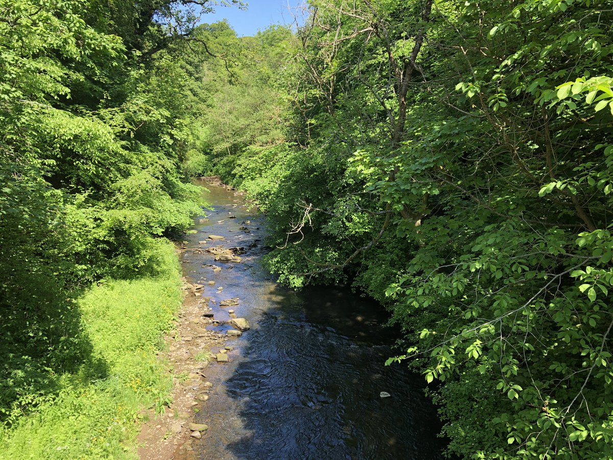 GillReads's tweet photo. Lunchtime walk in the local woods earlier #30DaysWild https://t.co/RiIhRp2nd7
