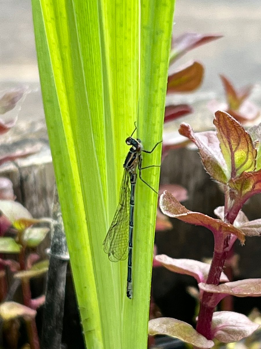 Day 2 #30DaysWild reveals an emerging damselfly from my half-barrel wildlife pond. Its wings are still slightly crumpled but hopefully they will be strong soon.