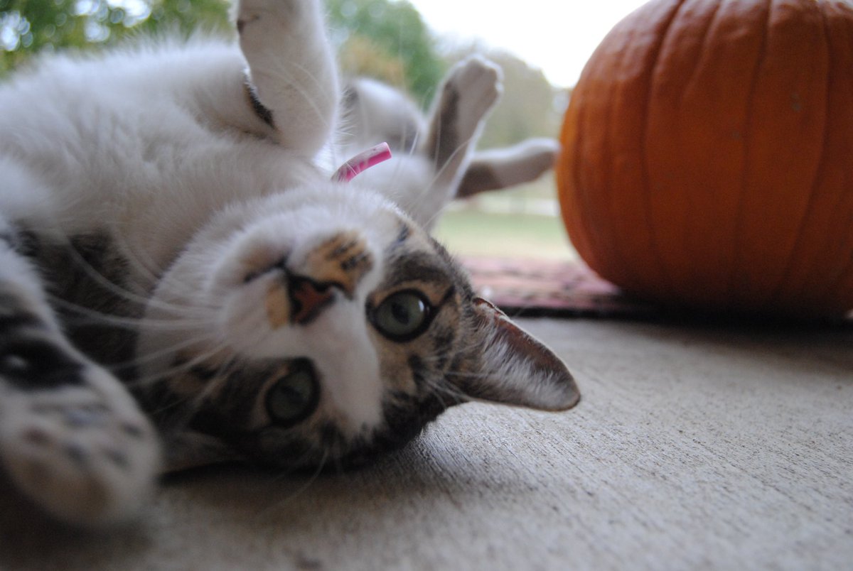 abbytheroset's tweet photo. @hankgreen https://t.co/lBZvDuk0z1