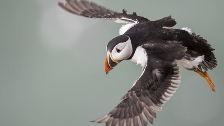 Wohlish's tweet photo. @MontereyAq Hey, what's wrong with your Puffins, they should have a green bit on their beak like these Yorkshire Puffins from Bempton https://t.co/4cZnRPERrl
