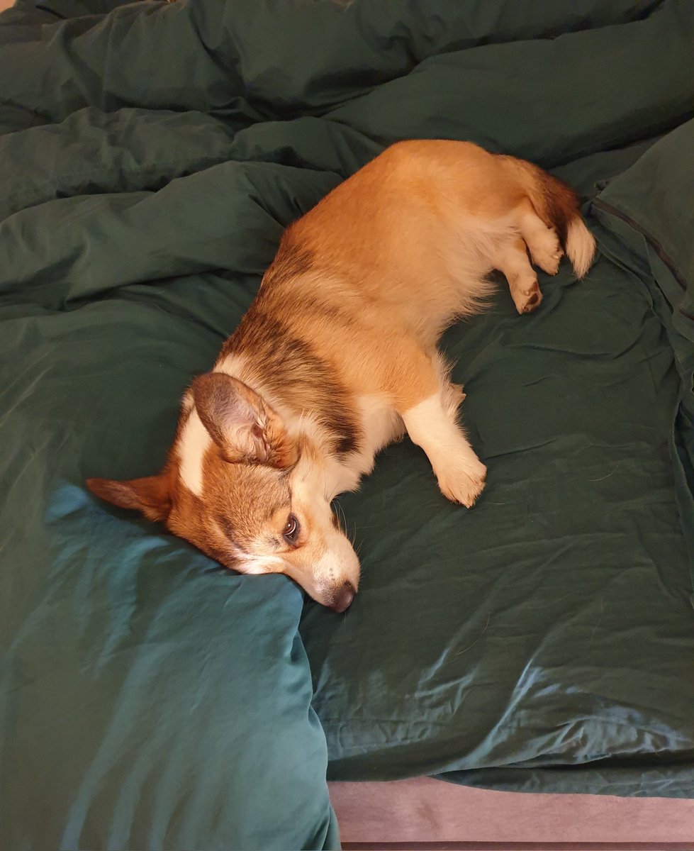 Und... wo soll ICH jetzt schlafen, Hasenmaus? 🥲
#JoleneTheCorgi