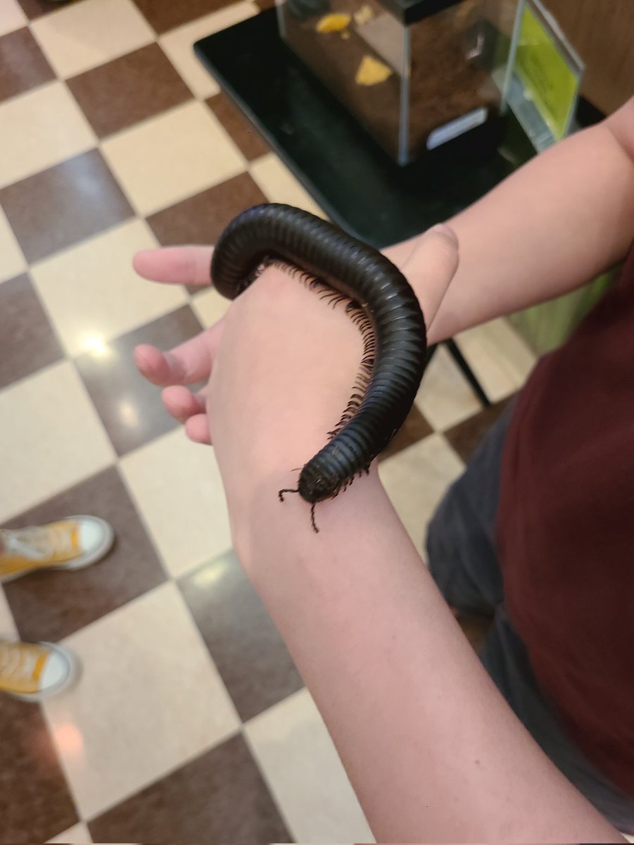 maudet2016's tweet photo. Shout out to the PTSA for making today's field trip to Insectroplis possible. Did you know that 90% of all animal species are arthropods? 🪲🐝🦋🐞🦂 @PrincipalLTHS @LTHSAngelo https://t.co/diJBjDec9R
