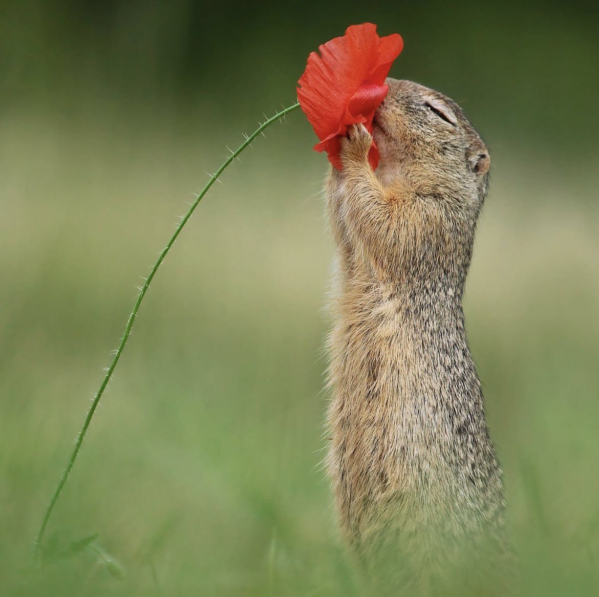 una ardilla oliendo una flor bastará para sanar