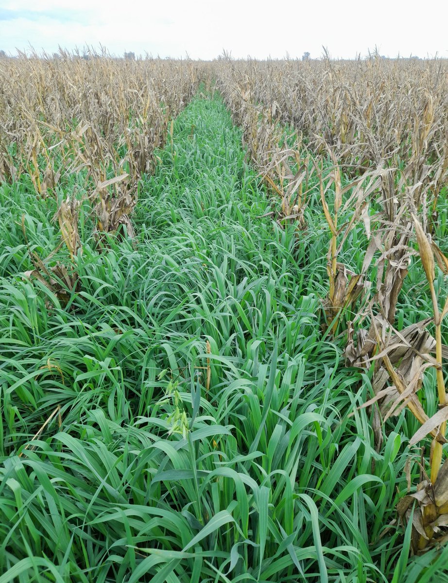 Avena voleada con altina   con objetivo de cultivo de servicio. Zona de Carabelas