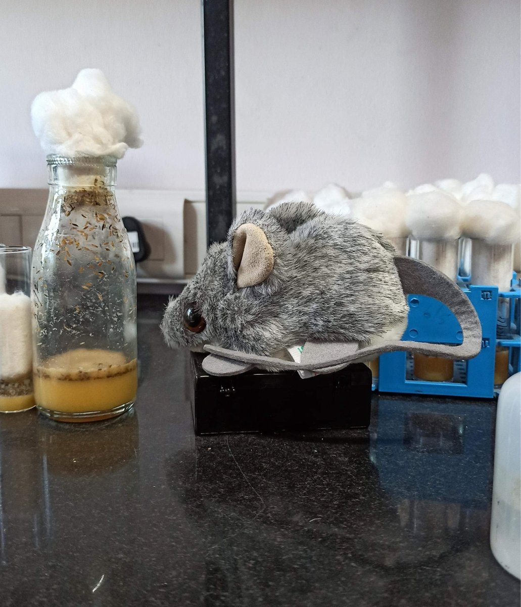 Brain Development and Disorders Lab tweet media