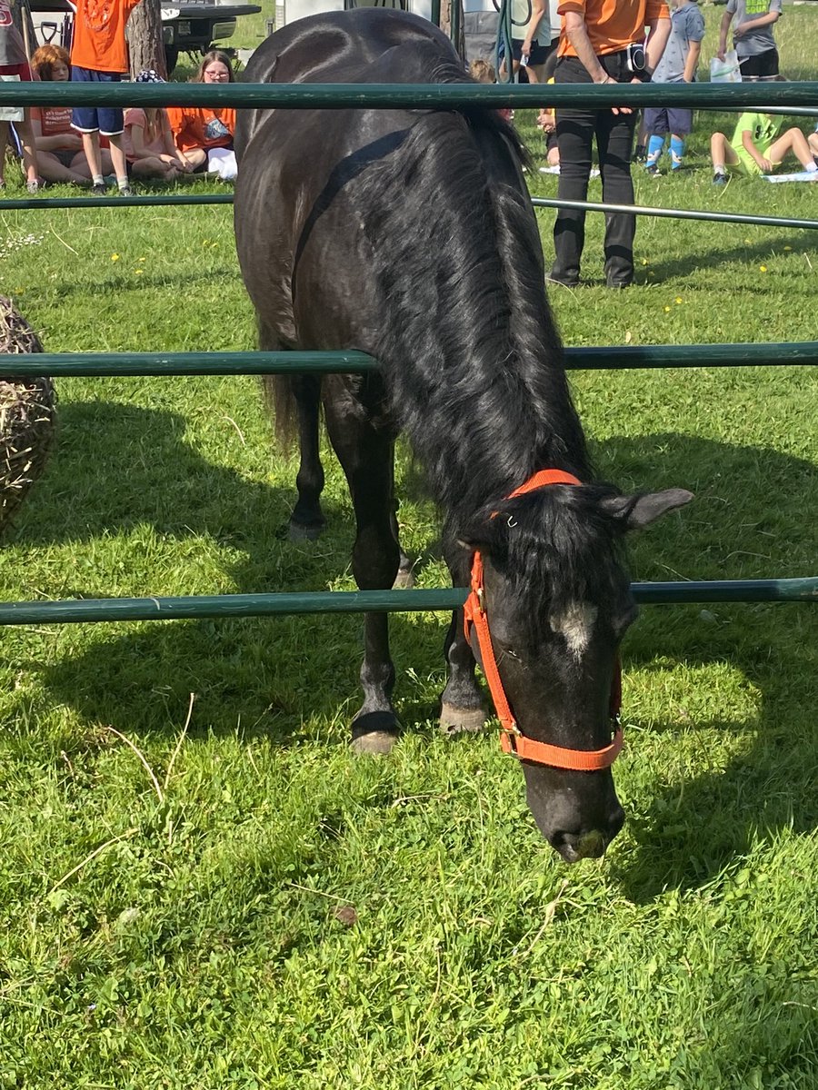 k8createavon's tweet photo. What an amazing day of learning!
Native Spirit Horses @AvonPS 
@yourschools https://t.co/aeHROHbeSx