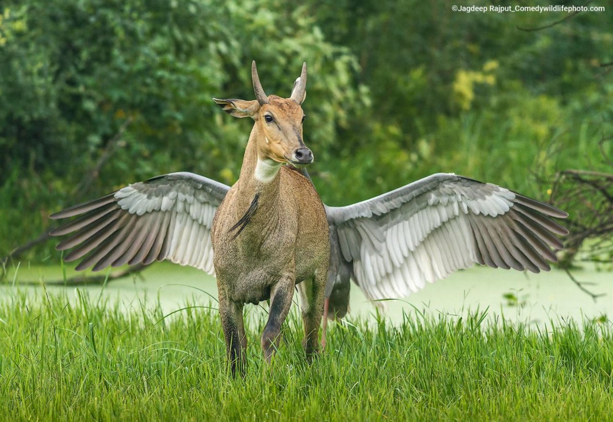 astropierre's tweet photo. Une grue antigone (le plus grand oiseau volant sur Terre) attaquant un taureau qui s'est trop approché de son nid, où elle avait pondu un œuf.

© Jagdeep Rajput

Source : https://t.co/I4deWEVBXi https://t.co/7MLV7AXbMe