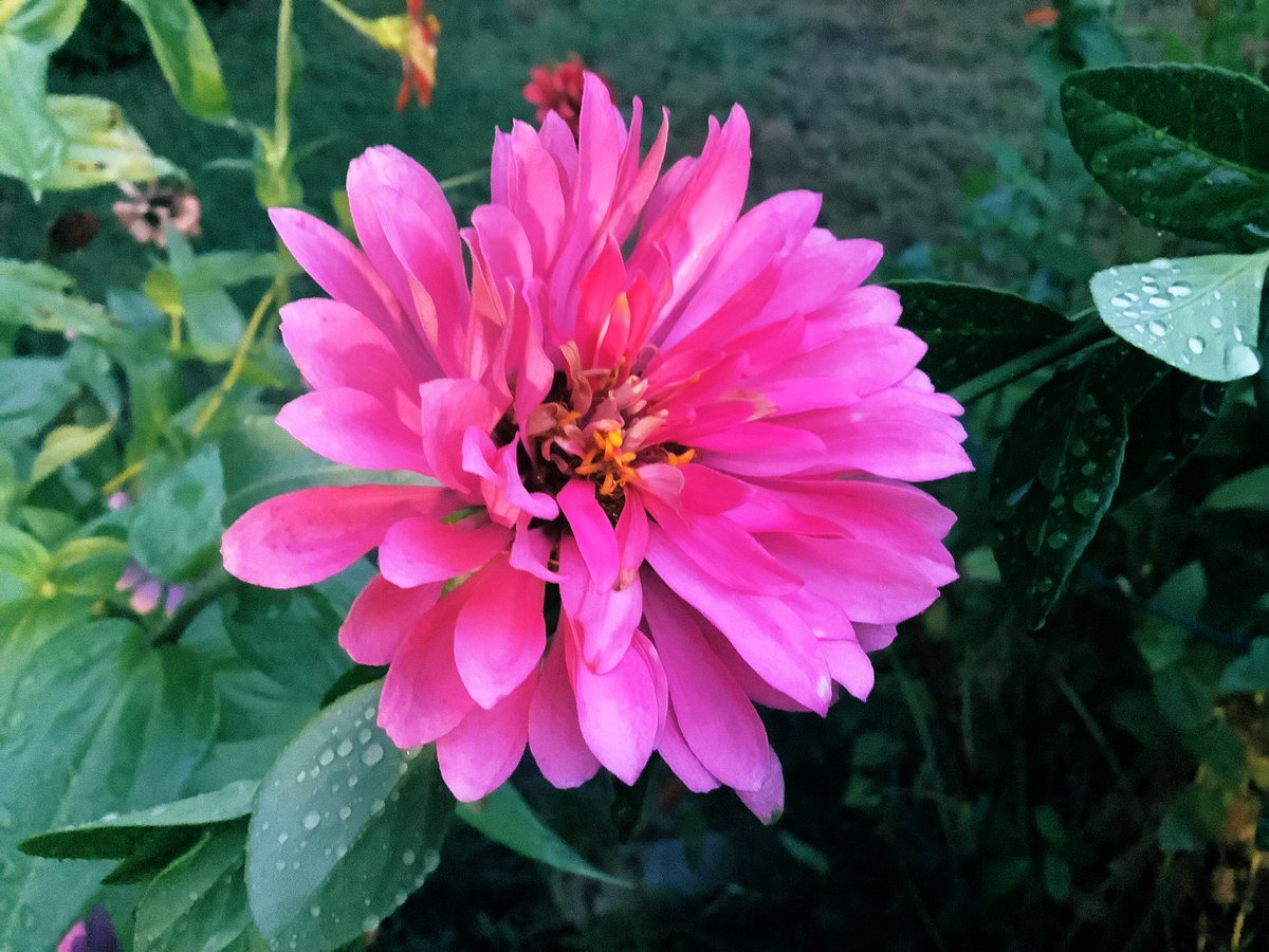 Oklahomatweet's tweet image. #FlowersOnFriday 🌸
#ILoveSpring
#GardenersWorld