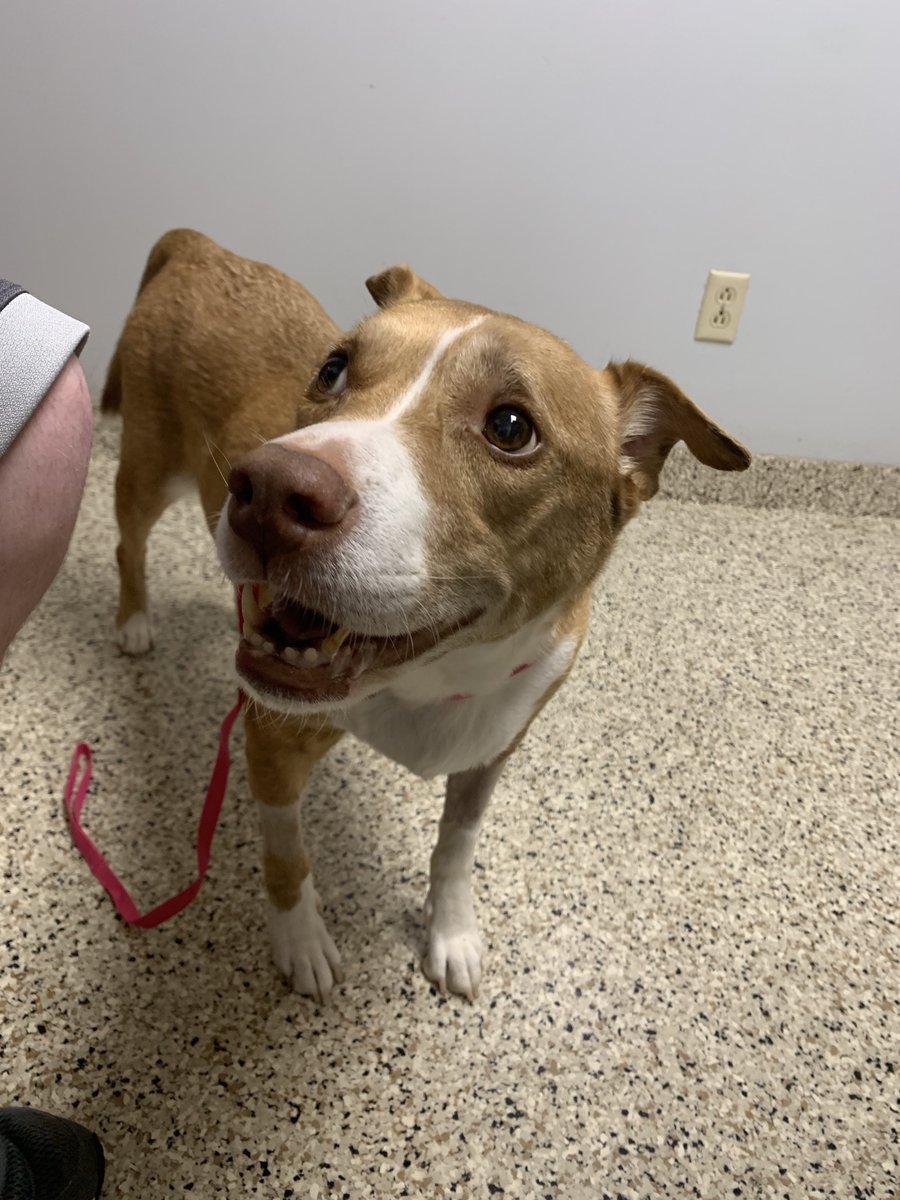 TheVolke's tweet photo. Hey so update. Teagan is home, and goes back monday for a check up. 

But just remember, get you a dog that looks at you like Teagan does to her father when told its time to go home. https://t.co/qagwI4s2KX